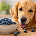 Golden retriever beside a bowl of fresh blueberries on a wooden table