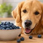 Golden retriever beside a bowl of fresh blueberries on a wooden table