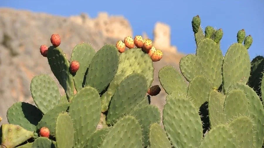 A group of prickly pear cactus pads (nopales) with ripe, reddish-orange tuna fruits lined up along the top edges against a sunny, desert mountain background.